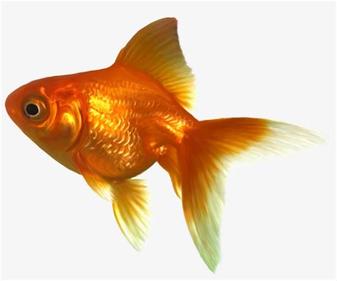 fish clipart transparent|realistic fish clip art.